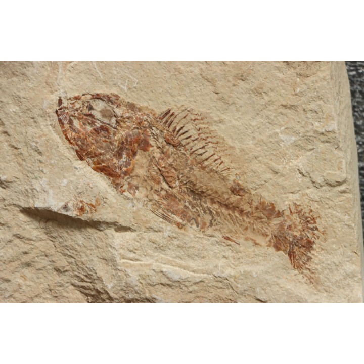 Pateroperca robusta (Gaudant, 1978) - Cénomanien - Haquel - Byblos - LIBAN