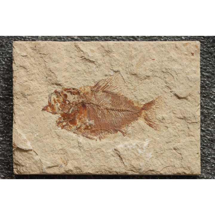 Ctenothrissa vexillifer (Pictet, 1850) - Cénomanien - Haquel - Byblos - LIBAN
