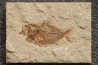 Ctenothrissa vexillifer (Pictet, 1850) - Cénomanian Hakil - Byblos - LIBANON
