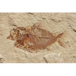 Ctenothrissa vexillifer (Pictet, 1850) - Cénomanien - Haquel - Byblos - LIBAN
