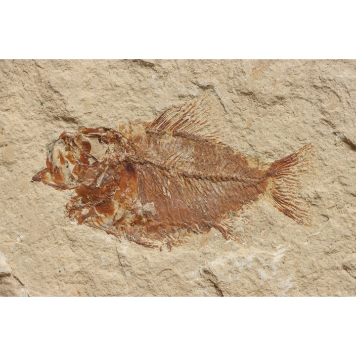 Ctenothrissa vexillifer (Pictet, 1850) - Cénomanian  Hakil - Byblos - LIBANON