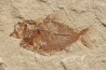 Ctenothrissa vexillifer (Pictet, 1850) - Cénomanian Hakil - Byblos - LIBANON