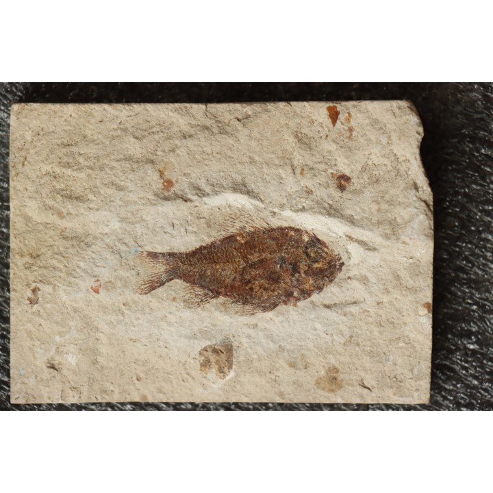 Ctenothrissa vexillifer (Pictet, 1850) - Cénomanian  Hakil - Byblos - LIBANON