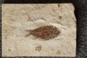 Ctenothrissa vexillifer (Pictet, 1850) - Cénomanian Hakil - Byblos - LIBANON