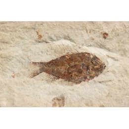 Ctenothrissa vexillifer (Pictet, 1850) - Cénomanian  Hakil - Byblos - LIBANON
