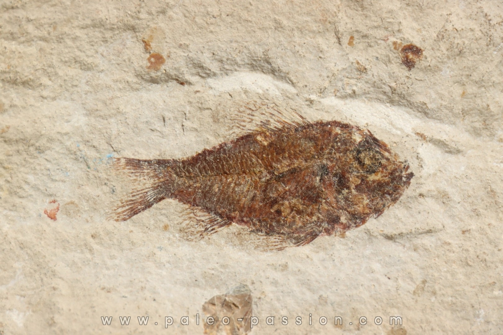 Ctenothrissa vexillifer (Pictet, 1850) - Cénomanian Hakil - Byblos - LIBANON