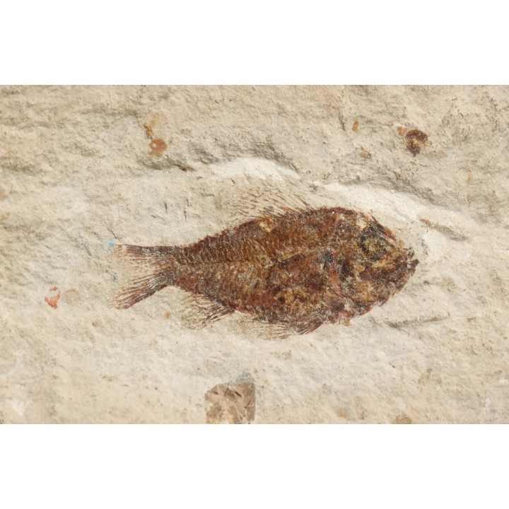 Ctenothrissa vexillifer (Pictet, 1850) - Cénomanian  Hakil - Byblos - LIBANON