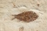 Ctenothrissa vexillifer (Pictet, 1850) - Cénomanian Hakil - Byblos - LIBANON