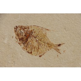 Diplomystus birdi (Woodward, 1895) - Cénomanian  Hakil - Byblos - LIBANON
