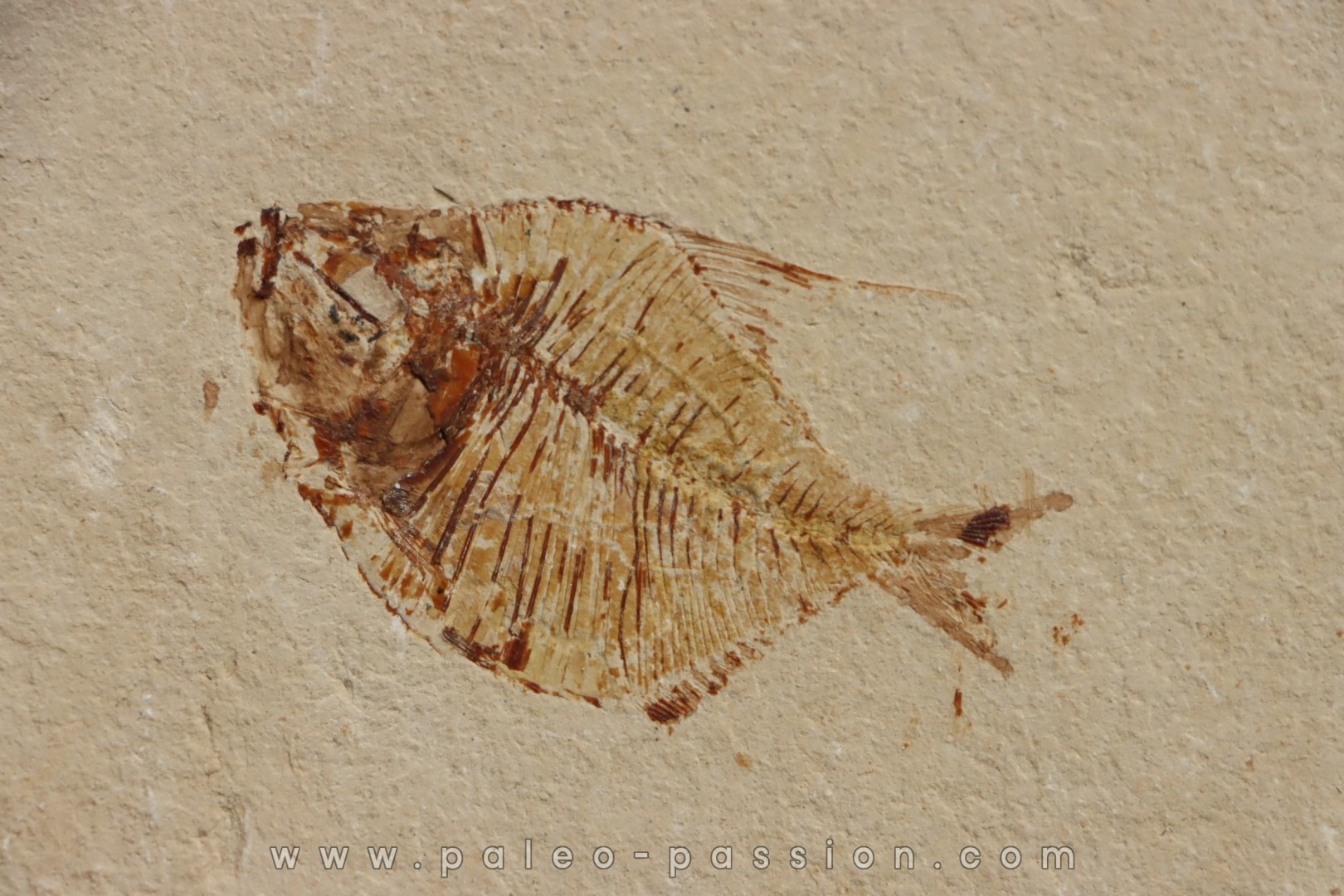 Diplomystus birdi (Woodward, 1895) - Cénomanian Hakil - Byblos - LIBANON