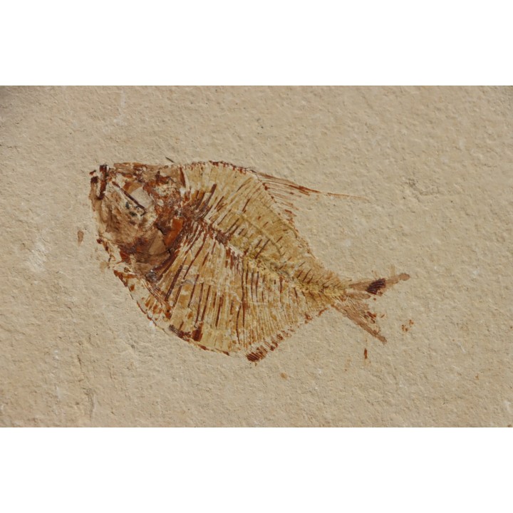 Diplomystus birdi (Woodward, 1895) - Cénomanian  Hakil - Byblos - LIBANON