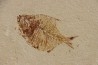 Diplomystus birdi (Woodward, 1895) - Cénomanien - Haquel - Byblos - LIBAN