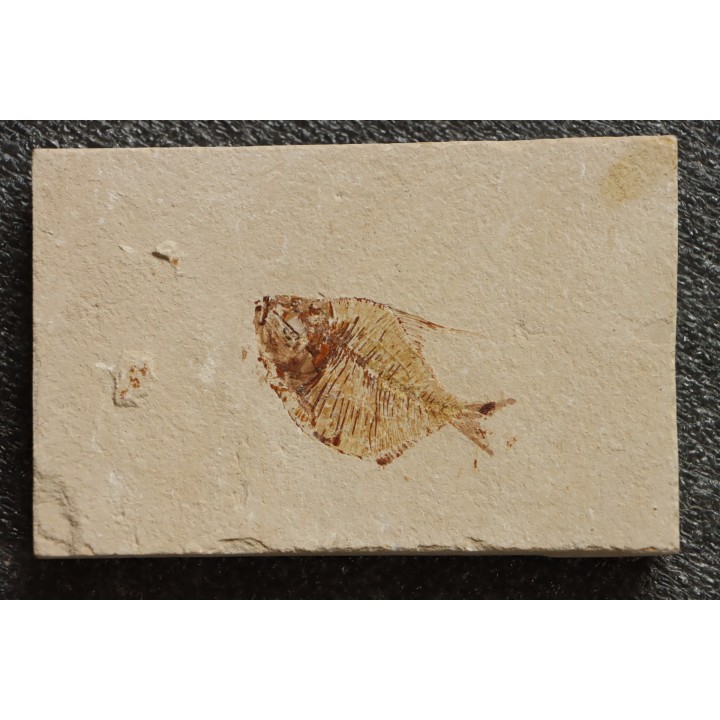 Diplomystus birdi (Woodward, 1895) - Cénomanian  Hakil - Byblos - LIBANON