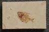 Diplomystus birdi (Woodward, 1895) - Cénomanien - Haquel - Byblos - LIBAN