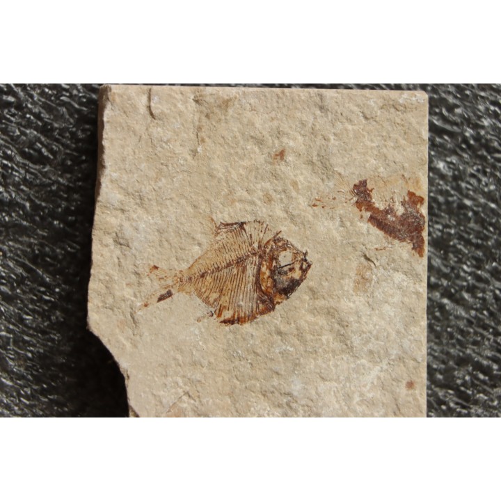 Diplomystus birdi (Woodward, 1895) - Cénomanian  Hakil - Byblos - LIBANON