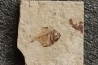 Diplomystus birdi (Woodward, 1895) - Cénomanian Hakil - Byblos - LIBANON