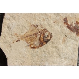 Diplomystus birdi (Woodward, 1895) - Cénomanian  Hakil - Byblos - LIBANON