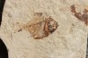Diplomystus birdi (Woodward, 1895) - Cénomanian Hakil - Byblos - LIBANON