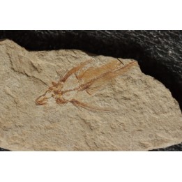 flying fish:  Exocoetoides minor (Davis, 1887) - Cénomanian  Hakil - Byblos - LIBANON
