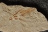 poisson volant: Exocoetoides minor (Davis, 1887) - Cénomanien - Haquel - Byblos - LIBAN