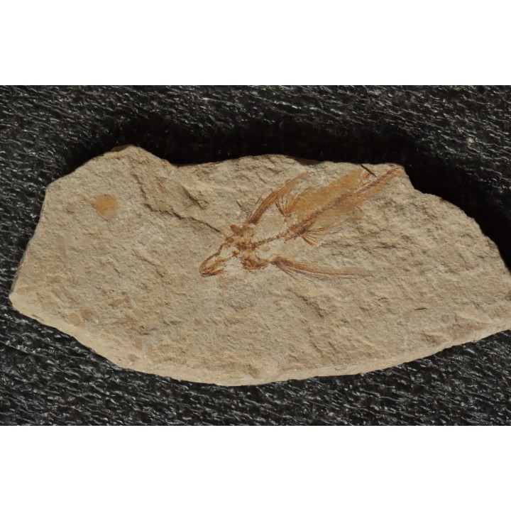 poisson volant:  Exocoetoides minor (Davis, 1887) - Cénomanien - Haquel - Byblos - LIBAN