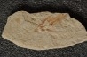 flying fish:  Exocoetoides minor (Davis, 1887) - Cénomanian  Hakil - Byblos - LIBANON