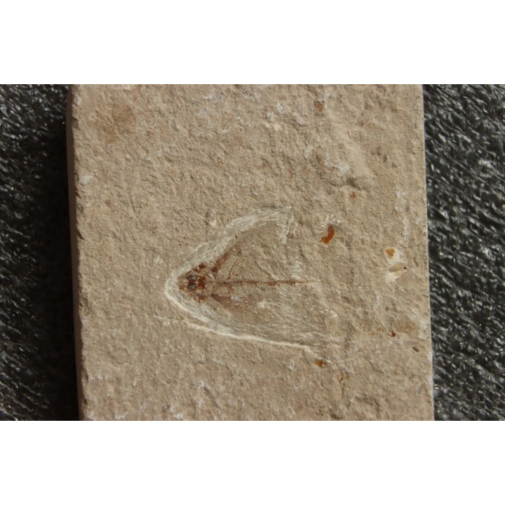 poisson volant:  Exocoetoides minor (Davis, 1887) - Cénomanien - Haquel - Byblos - LIBAN