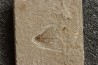 flying fish: Exocoetoides minor (Davis, 1887) - Cénomanian Hakil - Byblos - LIBANON