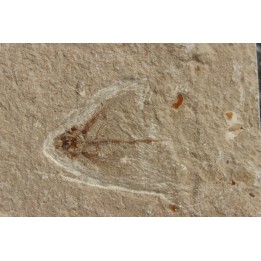 flying fish:  Exocoetoides minor (Davis, 1887) - Cénomanian  Hakil - Byblos - LIBANON