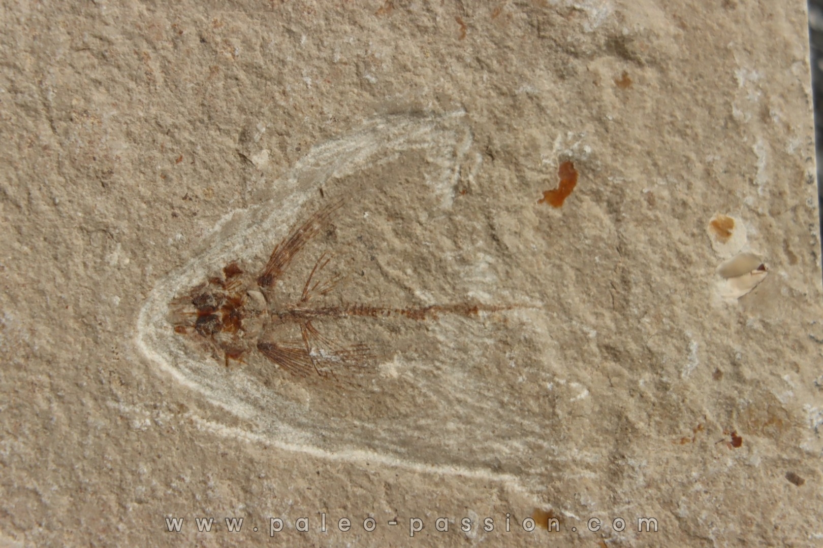 poisson volant: Exocoetoides minor (Davis, 1887) - Cénomanien - Haquel - Byblos - LIBAN