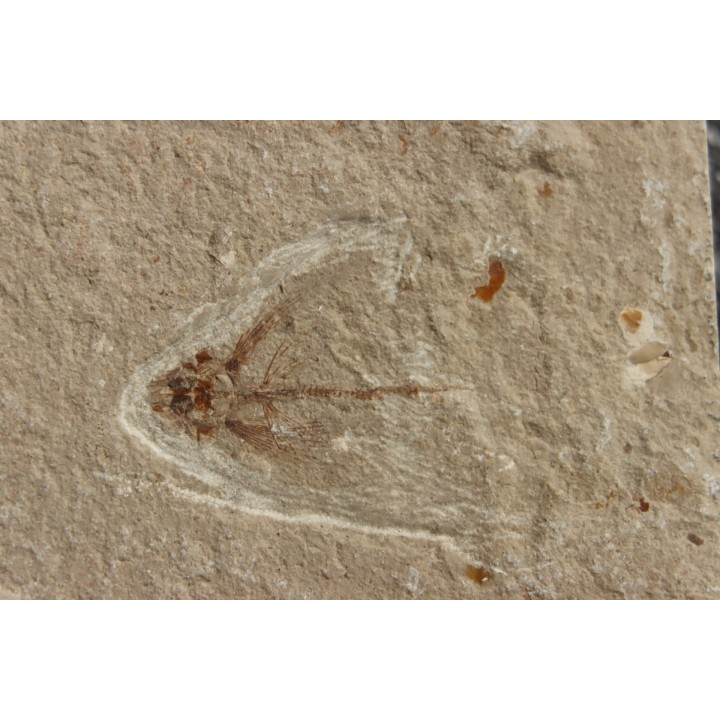 flying fish:  Exocoetoides minor (Davis, 1887) - Cénomanian  Hakil - Byblos - LIBANON