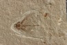 poisson volant: Exocoetoides minor (Davis, 1887) - Cénomanien - Haquel - Byblos - LIBAN