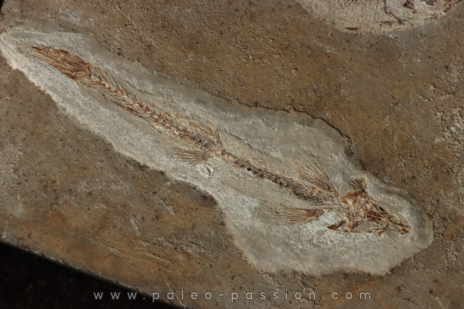 flying fish: Telepholis tenuis (Davis, 1887) - Cénomanian Hakil - Byblos - LIBANON