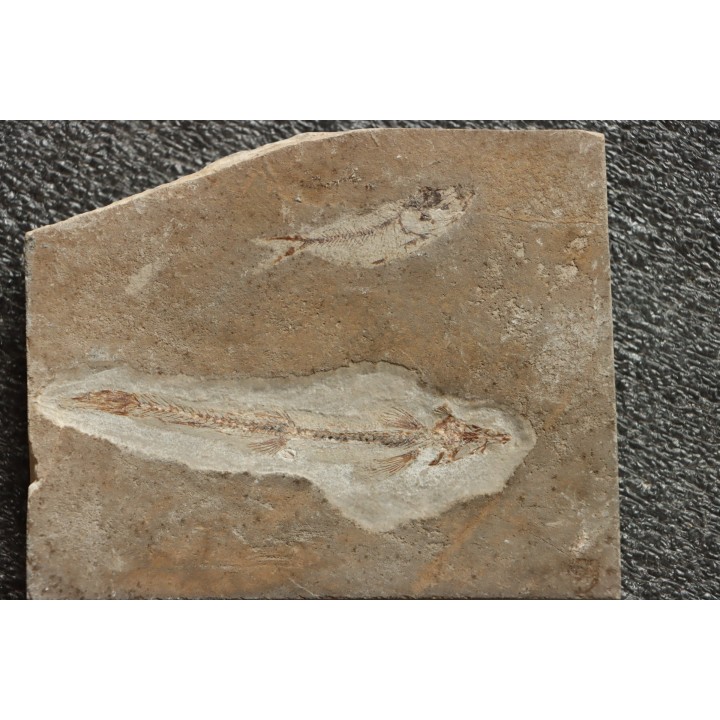 flying fish:  Telepholis tenuis (Davis, 1887) - Cénomanian  Hakil - Byblos - LIBANON