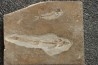 flying fish: Telepholis tenuis (Davis, 1887) - Cénomanian Hakil - Byblos - LIBANON