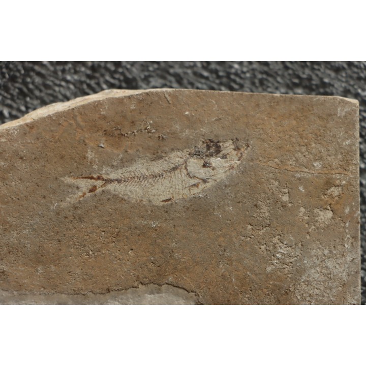 flying fish:  Telepholis tenuis (Davis, 1887) - Cénomanian  Hakil - Byblos - LIBANON