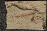 Charitopsis spinosus (Gayet, 1993) - Cénomanian  Hakil - Byblos - LIBANON