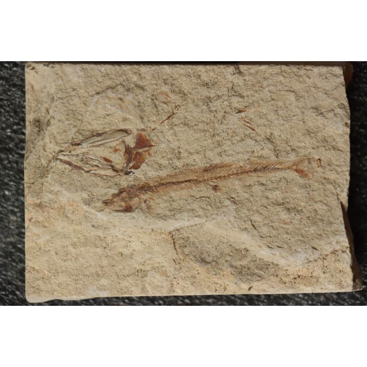 Charitopsis spinosus (Gayet, 1993)  Cénomanien  Hgula - Byblos - LIBAN