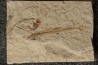 Charitopsis spinosus (Gayet, 1993) - Cénomanian  Hakil - Byblos - LIBANON