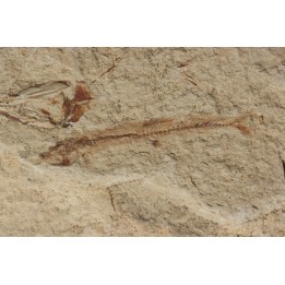 Charitopsis spinosus (Gayet, 1993) - Cénomanian  Hakil - Byblos - LIBANON