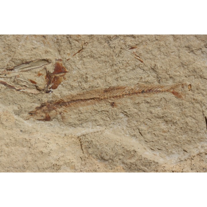 Charitopsis spinosus (Gayet, 1993)  Cénomanien  Hgula - Byblos - LIBAN