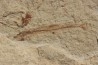 Charitopsis spinosus (Gayet, 1993) - Cénomanian  Hakil - Byblos - LIBANON