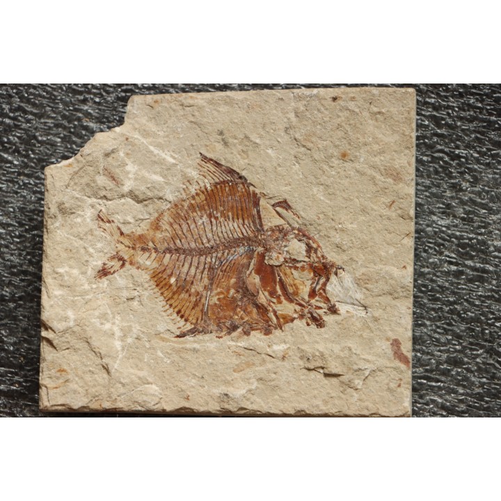 Aipichthys velifer (woodward, 1901) - Cénomanien - Haquel - Byblos - LIBAN