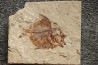 Aipichthys velifer (woodward, 1901) - Cénomanien - Haquel - Byblos - LIBAN