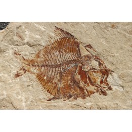 Aipichthys velifer (woodward, 1901) - Cénomanien - Haquel - Byblos - LIBAN