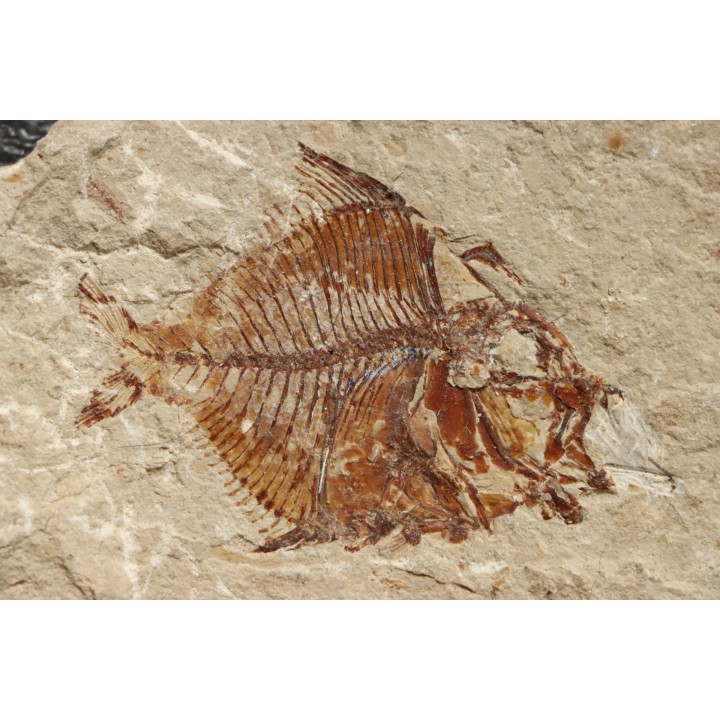 Aipichthys velifer (woodward, 1901) - Cénomanian  Hakil - Byblos - LIBANON