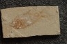 Sedenhorstia dayi (Hay, 1903)  Cénomanien  Hgula - Byblos - LIBAN
