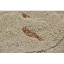 Armigatus brevissimus (Blainville, 1818)  Cénomanien  Hgula - Byblos - LIBAN