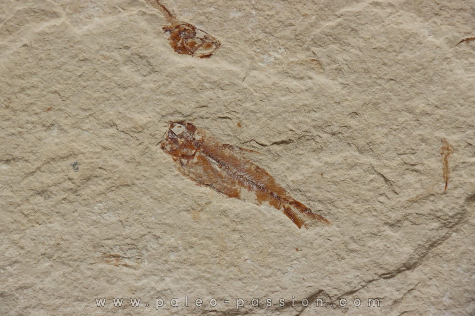 Armigatus brevissimus (Blainville, 1818) - Cénomanian Hakil - Byblos - LIBANON