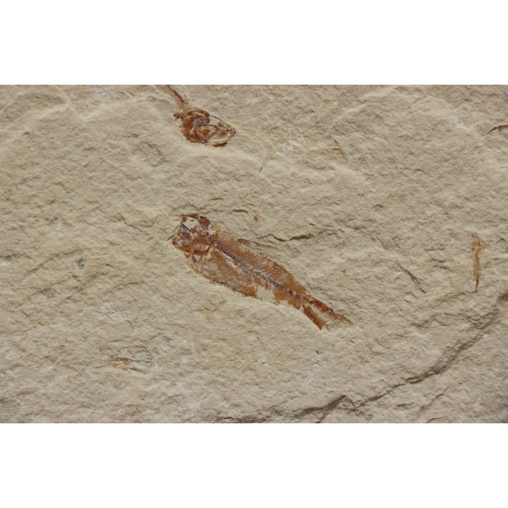 Armigatus brevissimus (Blainville, 1818) - Cénomanian  Hakil - Byblos - LIBANON